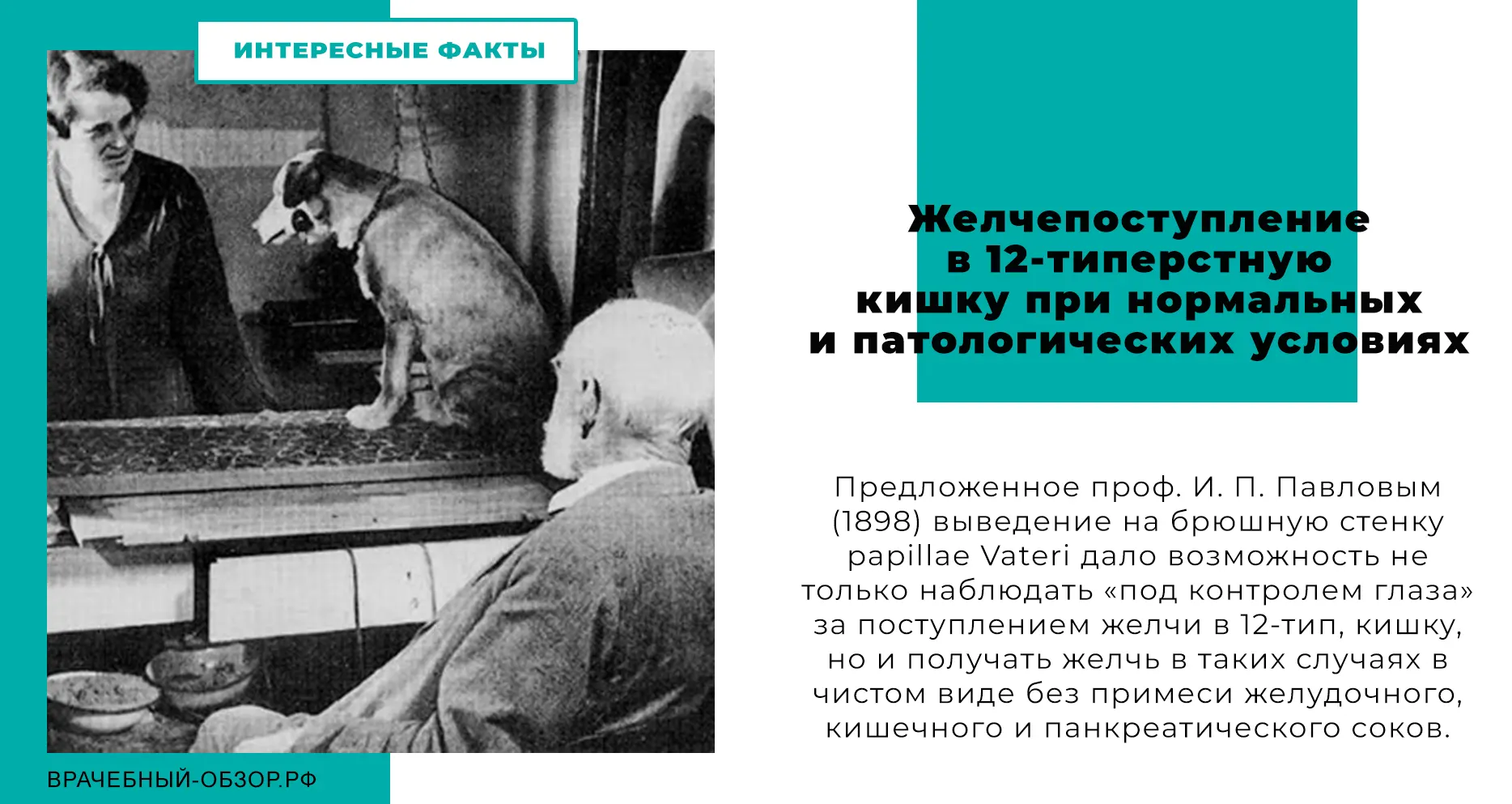 Желчепоступление в 12-типерстную кишку при нормальных и патологических условиях
