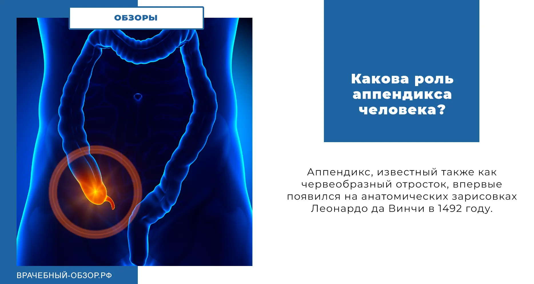Какова роль аппендикса человека?