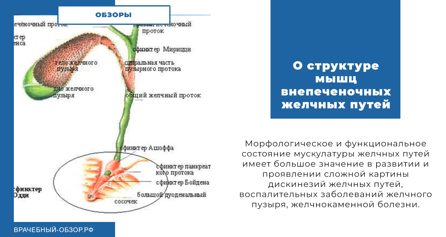 О структуре мышц внепеченочных желчных путей