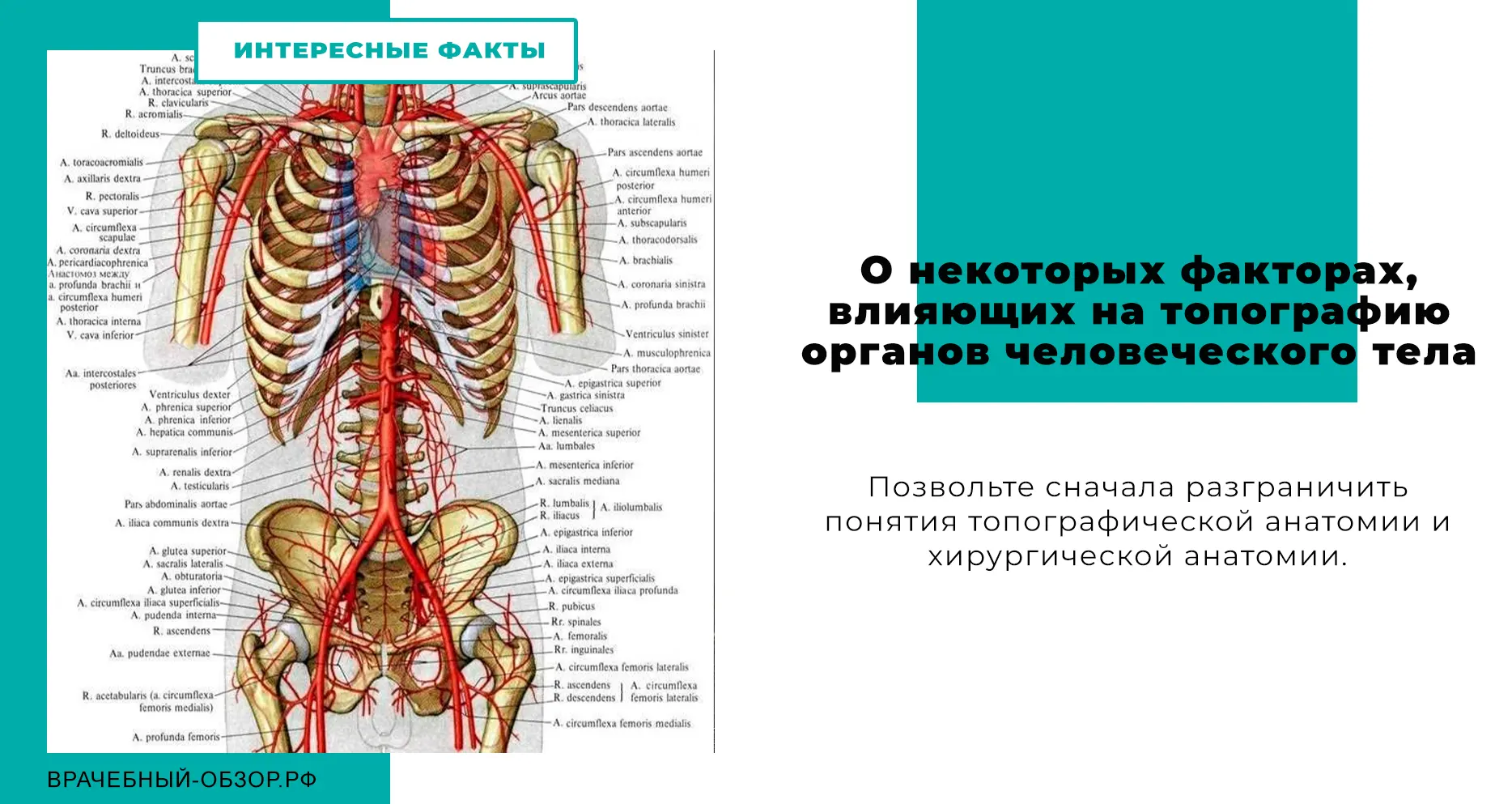 О некоторых факторах, влияющих на топографию органов человеческого тела