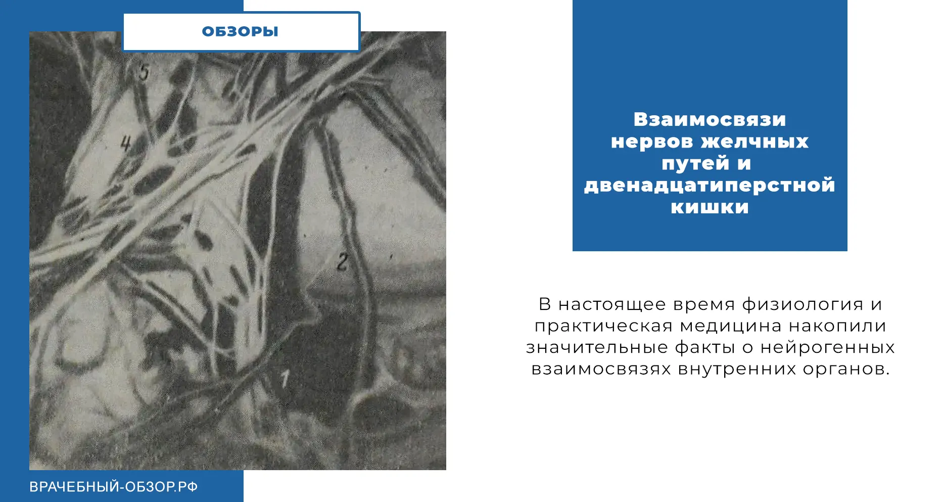 Взаимосвязи нервов желчных путей и двенадцатиперстной кишки