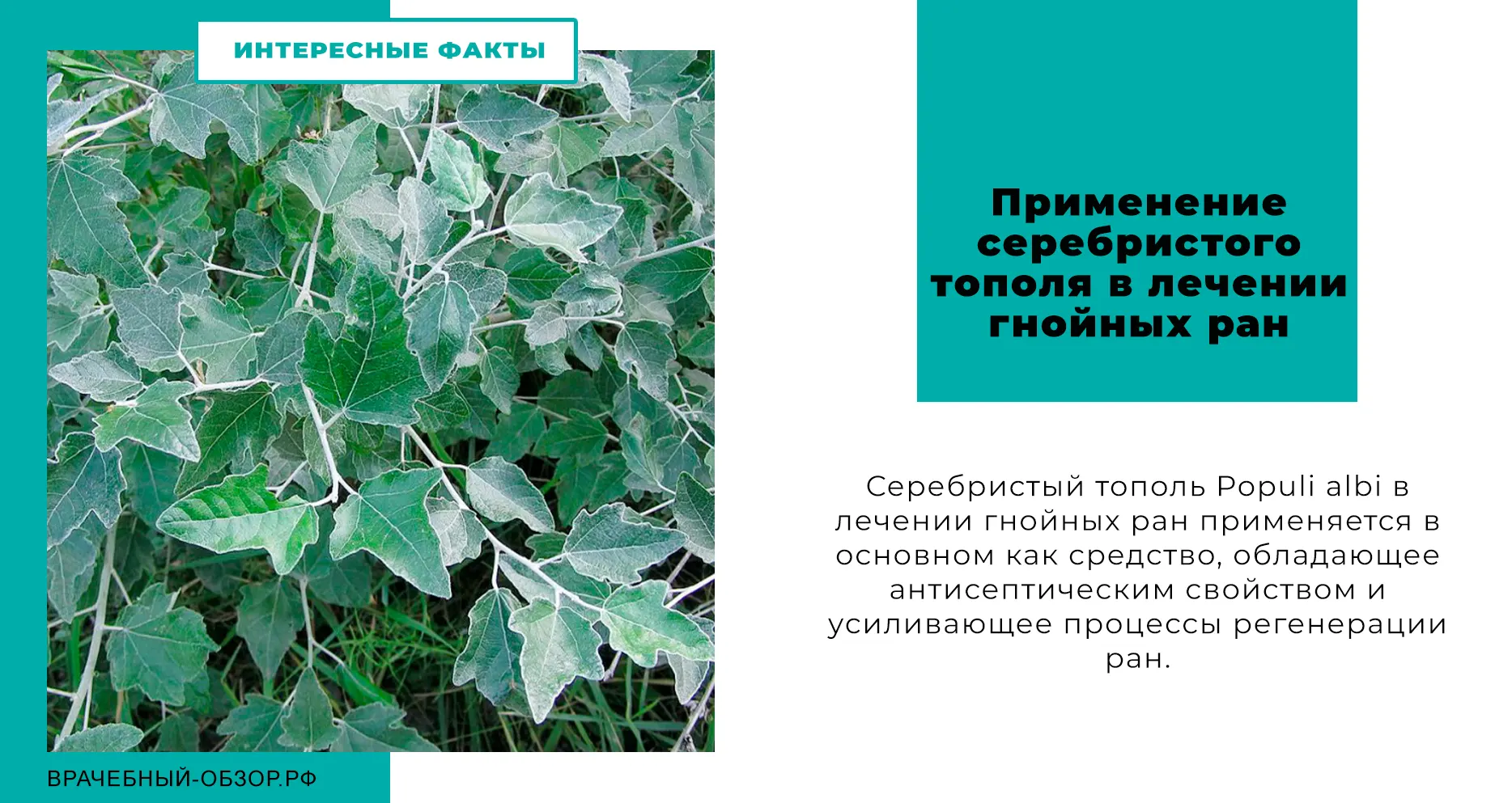 Применение серебристого тополя в лечении гнойных ран