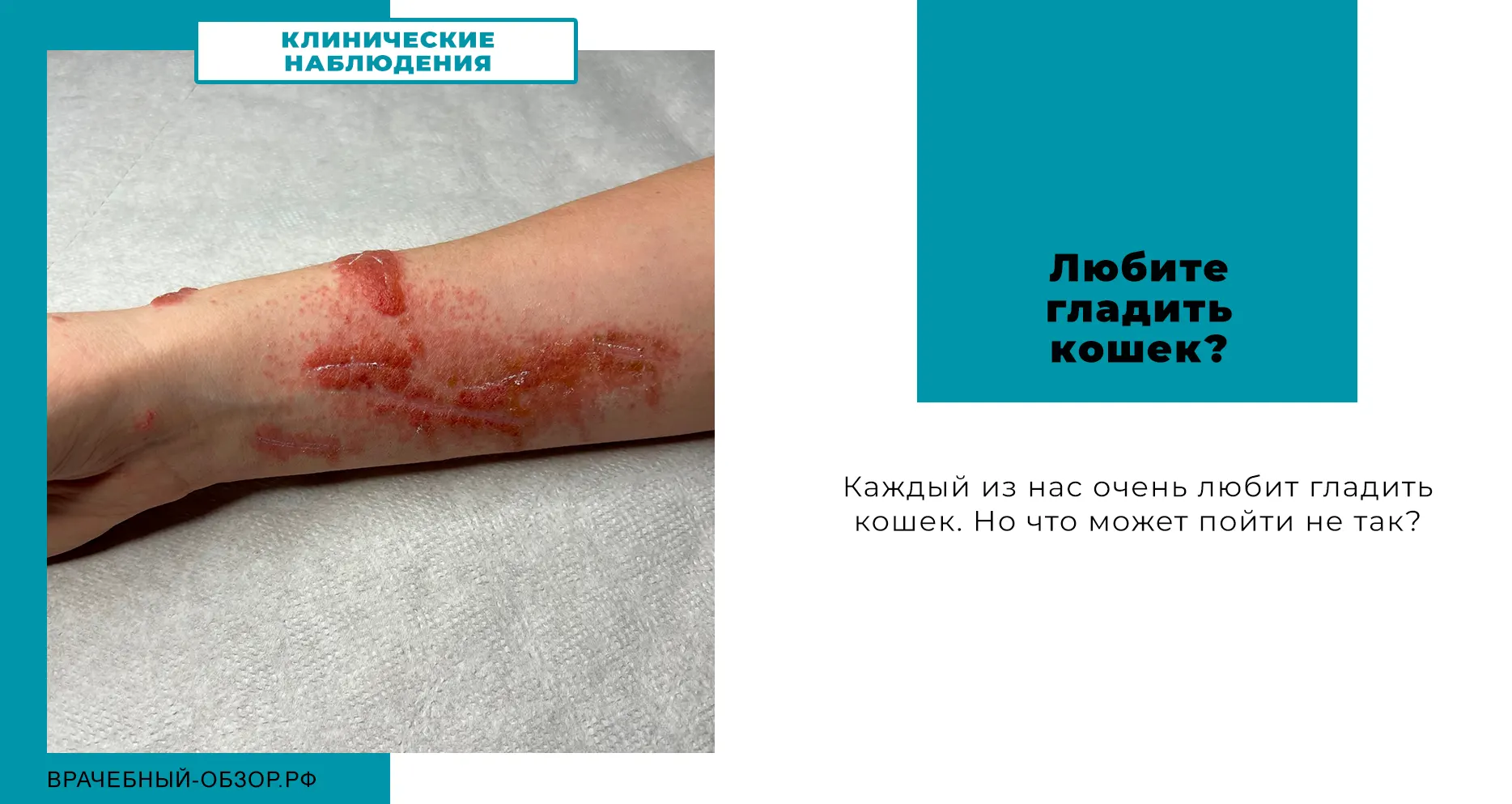Любите гладить кошек?